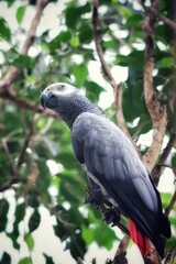 loro gris // grey parrot