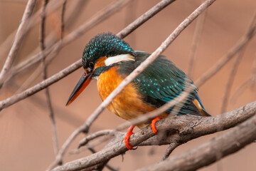 東京都／杉並／善福寺公園／カワセミ