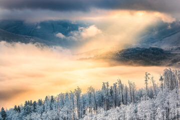 Morning light in the country