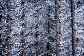 Spruce trees in winter