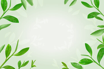 green tea leaves background