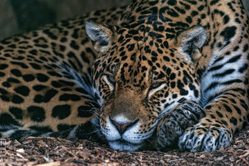 Jaguar 