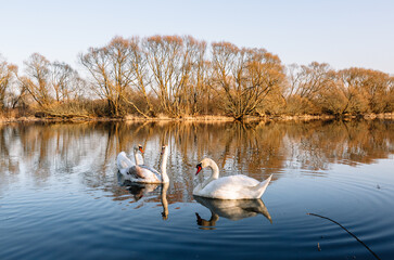 Swan family. Beautiful white swans swims on the river. Looking at camera. Noble birds of Europe. Harmony and beauty in nature and the environment. Landscape wallpaper. Three bird, male, female, child
