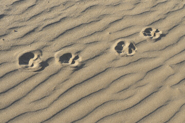 Fototapeta na wymiar Erosión arena, huellas del tiempo y del perro