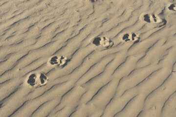 Erosión arena, huellas del tiempo y del perro