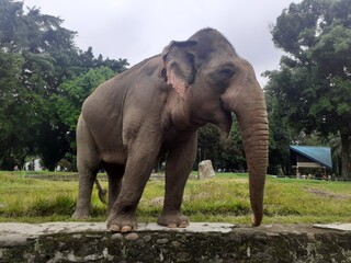 A Sumatran elephant who is in the area of ​​his enclosure walks entertainingly in front of visitors or tourists who witness it in the Ragunan Wildlife Park area.