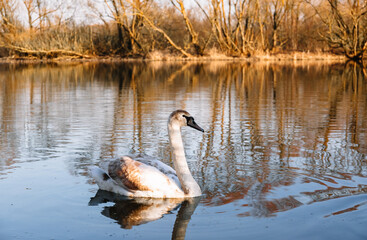 Young swan close-up. Grey beak. White bird swim in clear river water in a natural habitat. Beauty in nature. Water reflection. Good sunny weather. Springtime. Mating and breeding season