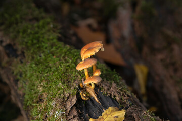 kleine Pilze wachsen auf einem abgestorbenen Baum zwischen Moos