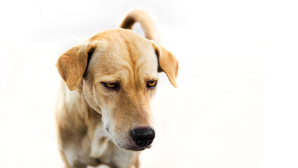 eyes of seriuse dog have aquestion fase on white isolated background