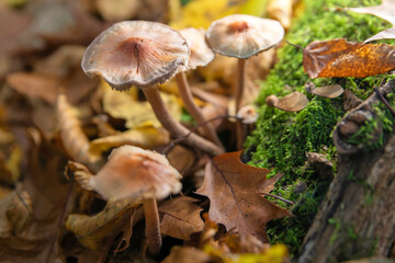 Baumpilz wächst auf einem abgestorbenen Baum