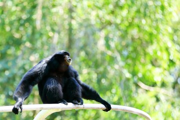 緑の背景で深呼吸をするフクロテナガザル