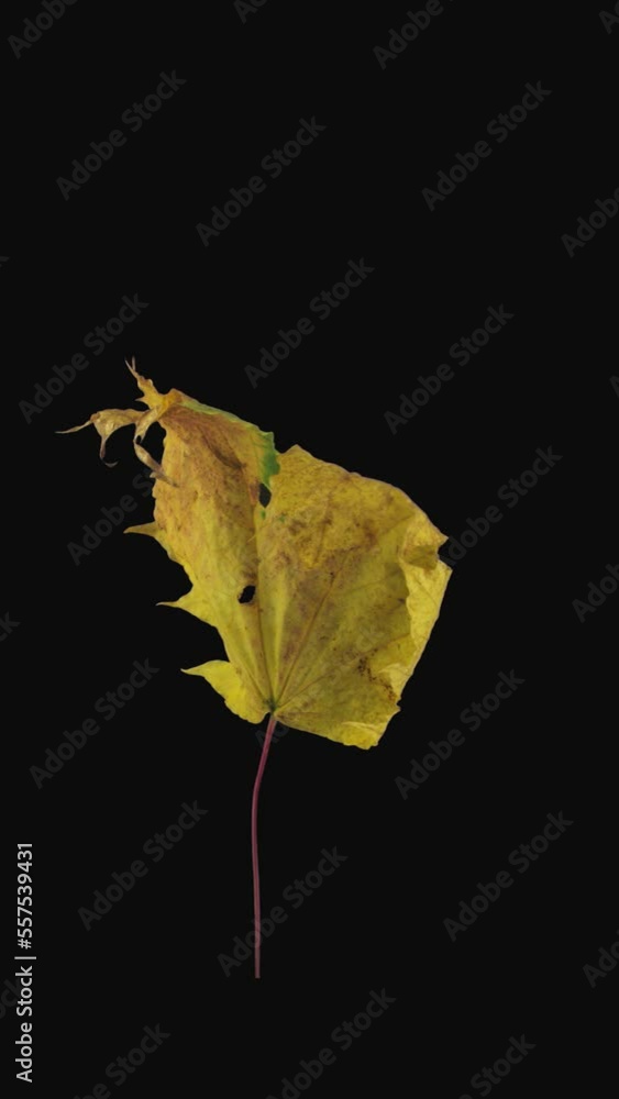 Wall mural time lapse of drying yellow maple tree leaf with alpha transparency channel isolated on black backgr