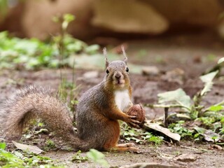 クルミを持つニホンリスのポートレート © osaru_photos
