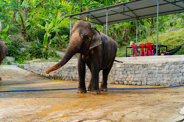 Asian elephant in captivity. Elephant riding in Dalat in Vietnam. 