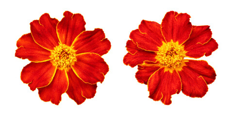 Red orange marigold flower isolated on transparent background