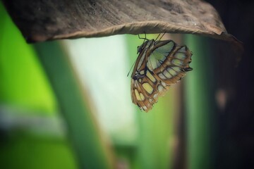 mariposa verde // green butterfly