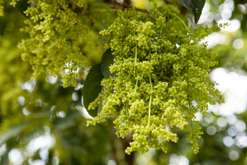 Tree pose in the park