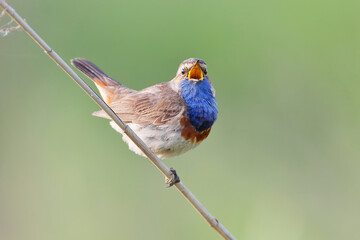 Bluethroat (Luscinia svecica) singing in reed, The Netherlands