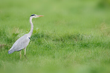 Grey heron (Ardea cinerea), the Netherlands