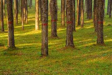 Pine at Suan Son Bor Kaew, Hot District, Chiang Mai Province, Thailand.