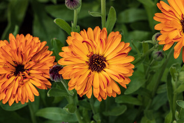 Close up the pot marigold, common marigold, ruddles, Mary's gold or Scotch marigold. MAcro.2022