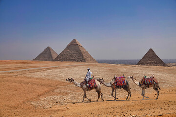 Three camels before the Pyramids of Giza