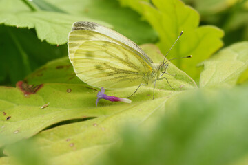 Closeup on a Green-veined wihte butterfly, Pieris napi, sitting in foliage