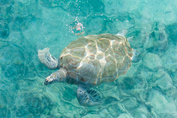 Swimming Turtles in Water. Miami Beach in Barbados