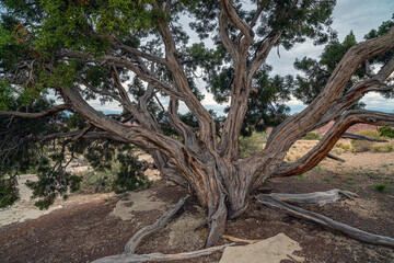 uniperus osteosperma,Utah juniper