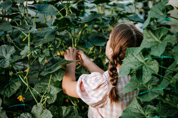 Caucasian teen girl from behind with braided hair wearing plaid shirt picking fresh cucumbers in greenhouse in sunny summer day. Gardening in countryside