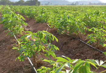 Cassava planting season