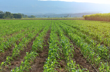 Fototapeta na wymiar Corn planting season