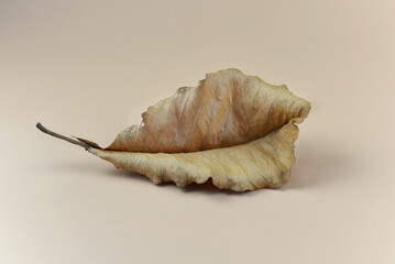 Minimal style image dry leaf Color of autumn season on brown background