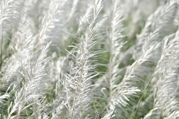 Close up nature background image of white Poaceae flowers