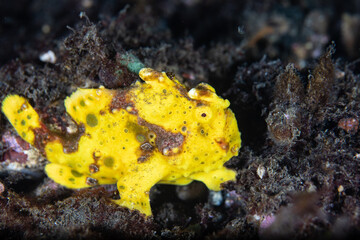 Yellow frog fish is sitting on the sea bottom