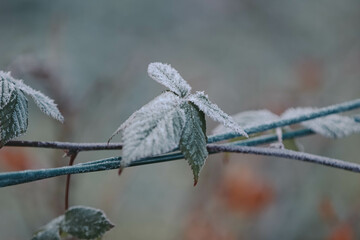 Beautiful nature in winter 