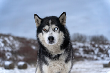 Beautiful husky dog ​​with multi-colored eyes on a winter day in nature, close-up photo.