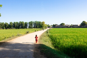 Fototapeta premium beautiful green and growing rice fields 