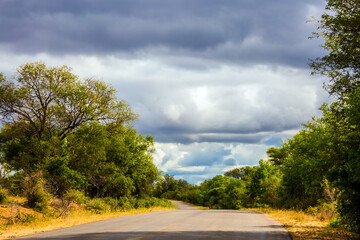 The African savannah