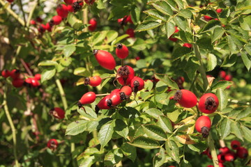 Reife Hagebutten an einem Strauch. Breitungen, Thueringen, Deutschland, Europa -  
Ripe rose hips on a bush. Breitungen, Thuringia, Germany, Europe