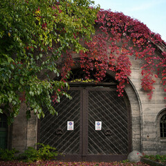 Colorful blooming branches around an iron gate