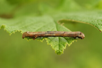 Closeup on a caterpillar of the Moyyled Umber geometer moth, Erannis defoliaria, on a green leaf