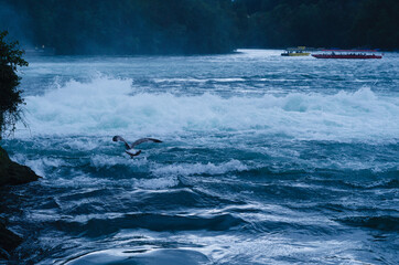 Rhein river: foaming water near the Rhine Falls, Switzerland