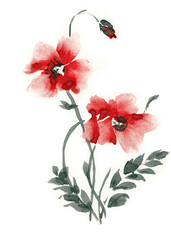 Poppy flowers on a white background, made in Chinese technique go-hua. Hand drawn watercolor with paper texture. Raster image