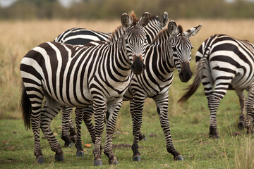 Fototapeta na wymiar Closeup of zebras at Masai Mara, Kenya