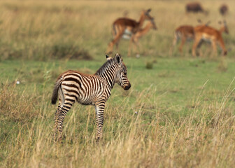 Fototapeta na wymiar A Zebra foal at Savannah grassland, Masai Mara
