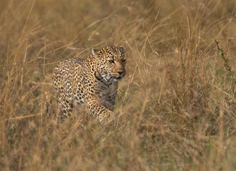 Portrait of a leopard taken while walking in the grasses, Masai Mara.