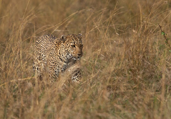 Leopard walking in the grasses, Masai Mara, Kenya