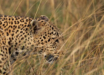 Naklejka premium Closeup of a Leopard walking in the grasses, Masai Mara.