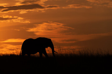 Obraz na płótnie Canvas Silhouette of African elephant during sunset, Masai Mara, Kenya